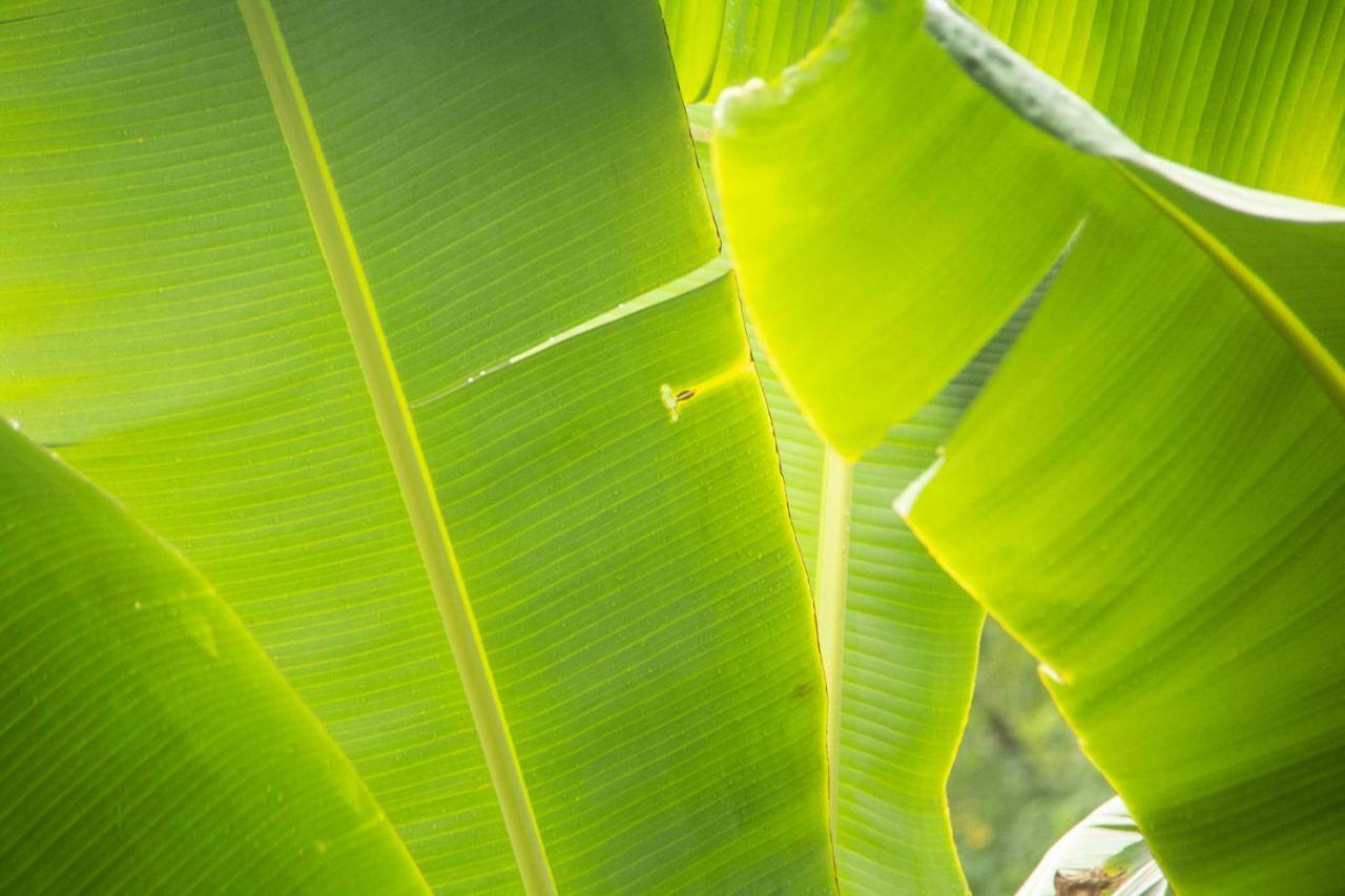 Eco Hotel El Columpio Salento Zewnętrze zdjęcie